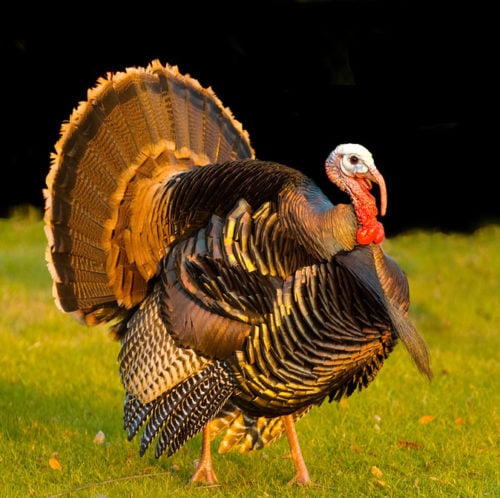 Turkeys Adored As Gods In The Past