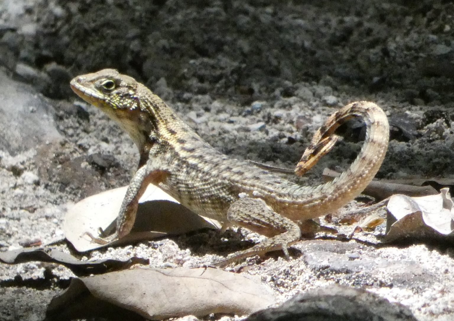 Why Do Curly Tail Lizard Population Boom In Florida   Curly Tailed Lizard Key West Florida 1536x1086 