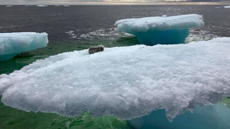 Fishing Crew Discover a Creature Trapped on an Iceberg