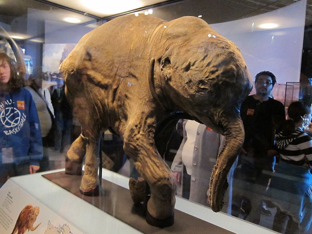 New Tech Firm Plans To Revive Extinct Woolly Mammoth Species