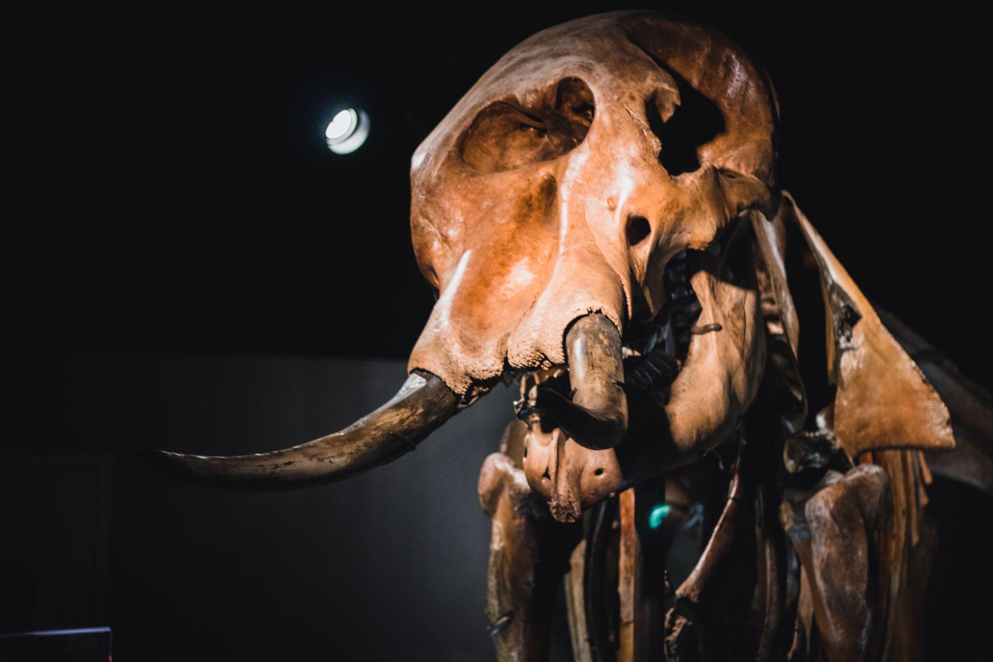 New Tech Firm Plans To Revive Extinct Woolly Mammoth Species