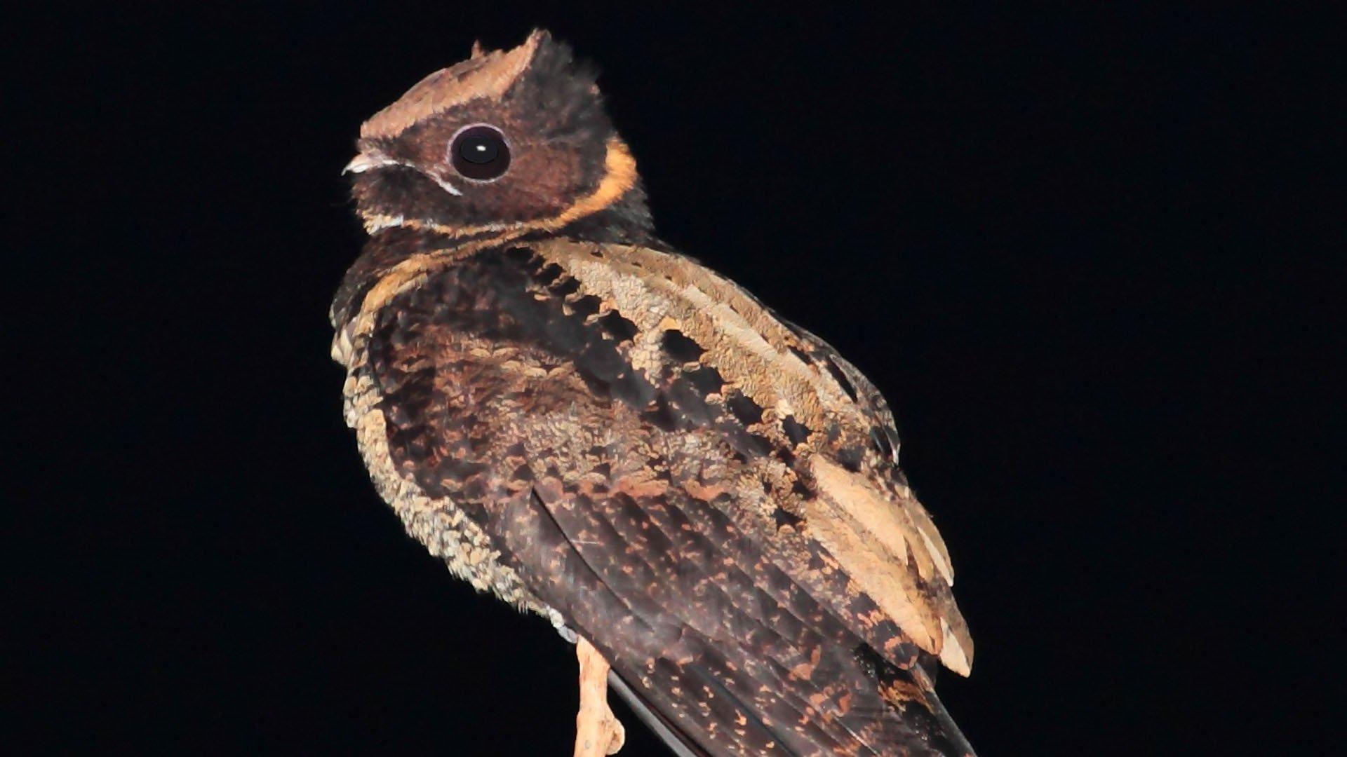 The Great Eared Nightjar Aka The Bird That Looks Like A Dragon