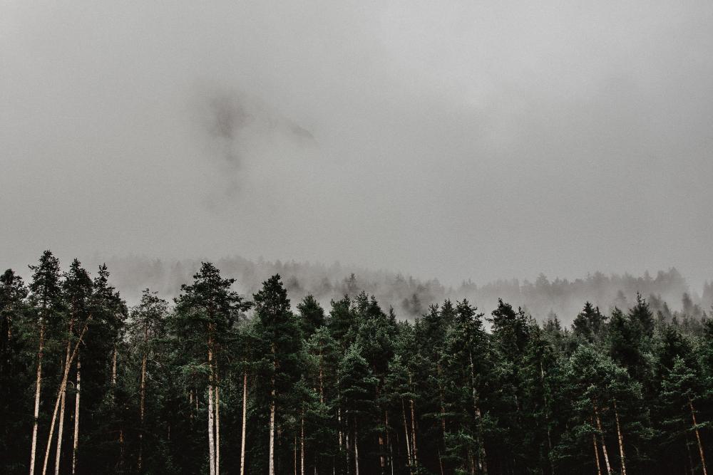 A thick forest full of large trees is pictured below thick fog