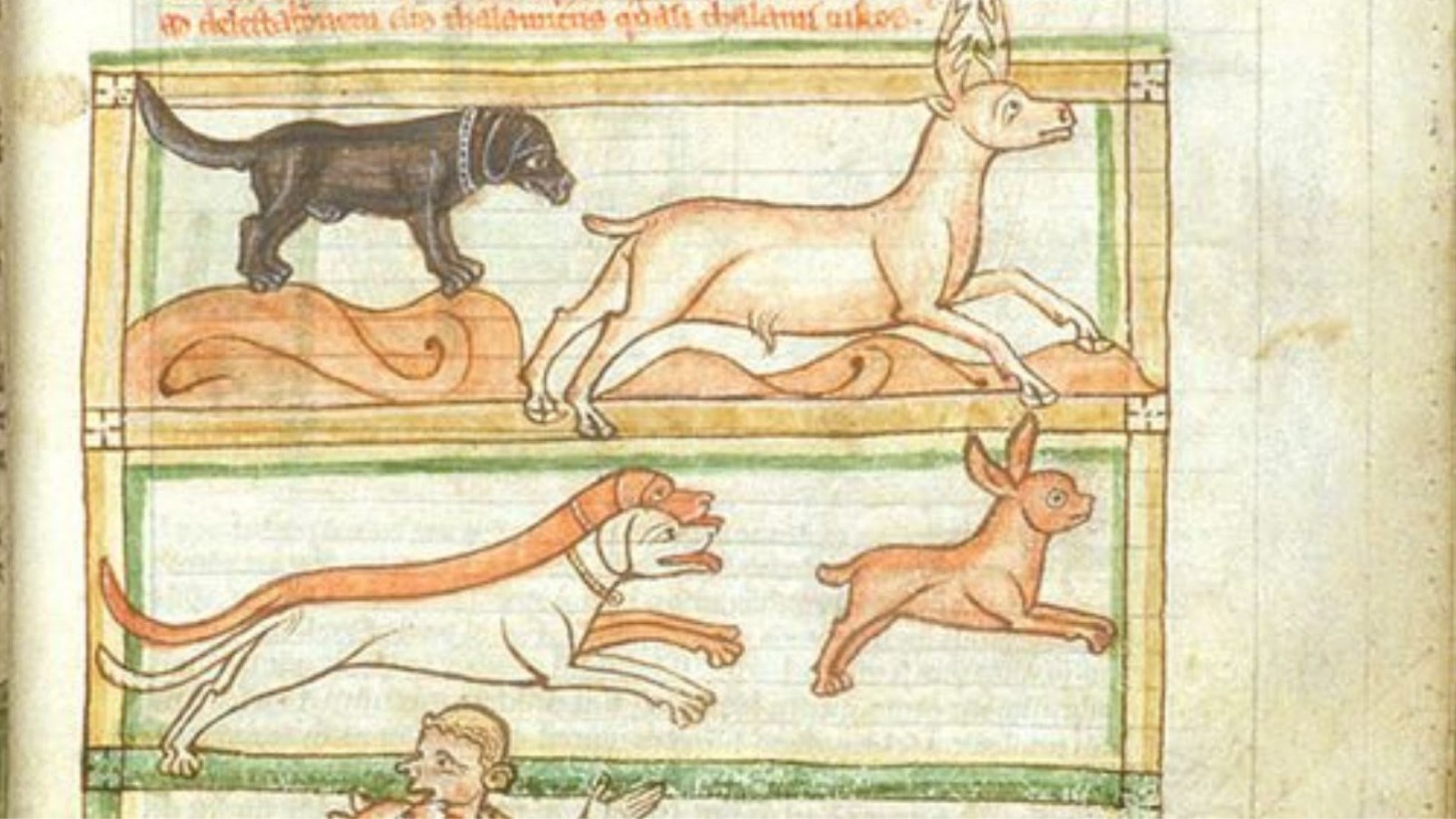 A detailed illustration from a medieval manuscript showing a hunting scene. Two panels depict various hunting dogs in pursuit of game. The top panel shows a black dog with a studded collar leading the chase after a deer in full flight. The bottom panel features two orange and white dogs, with one appearing to bark and the other in mid-leap, chasing after a small brown hare