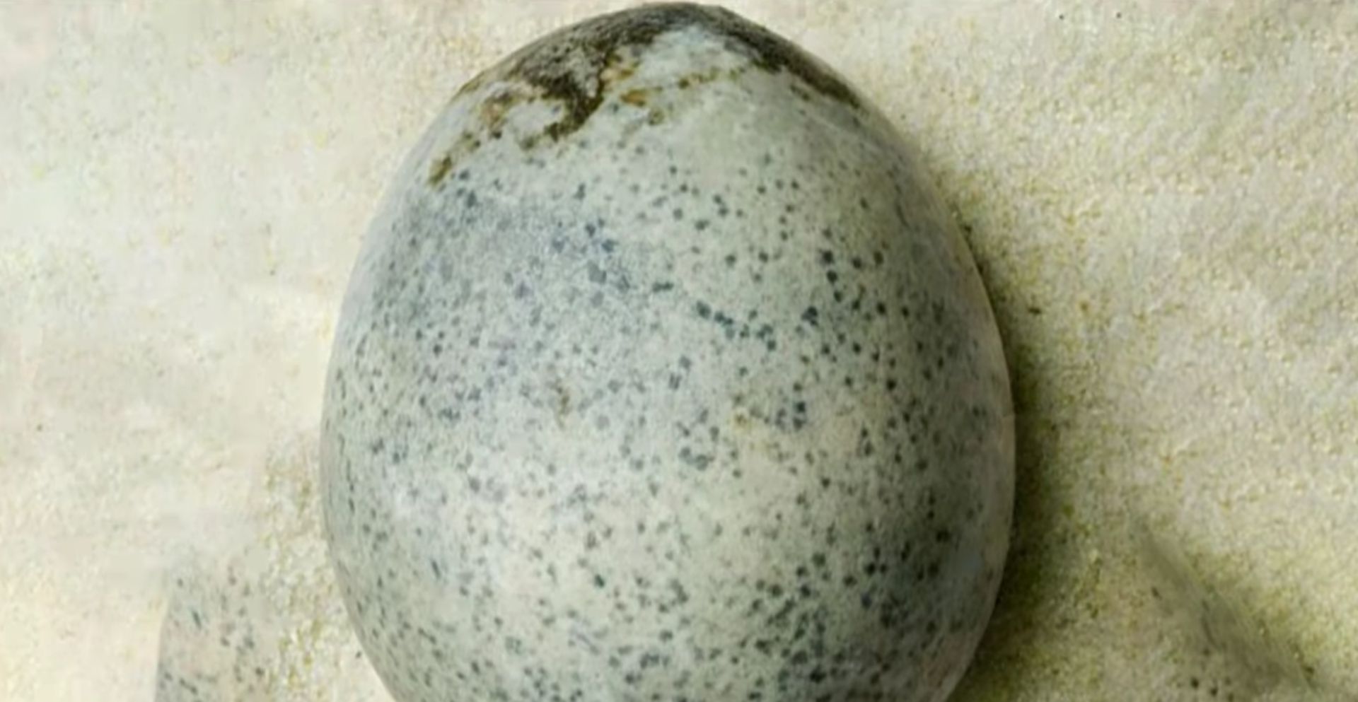 1,700 year old egg from the Roman era found in Aylesbury, England