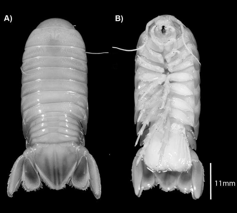 Close-up images of a Booralana nickorum specimen shown from above and below. The creature’s exoskeleton is translucent.