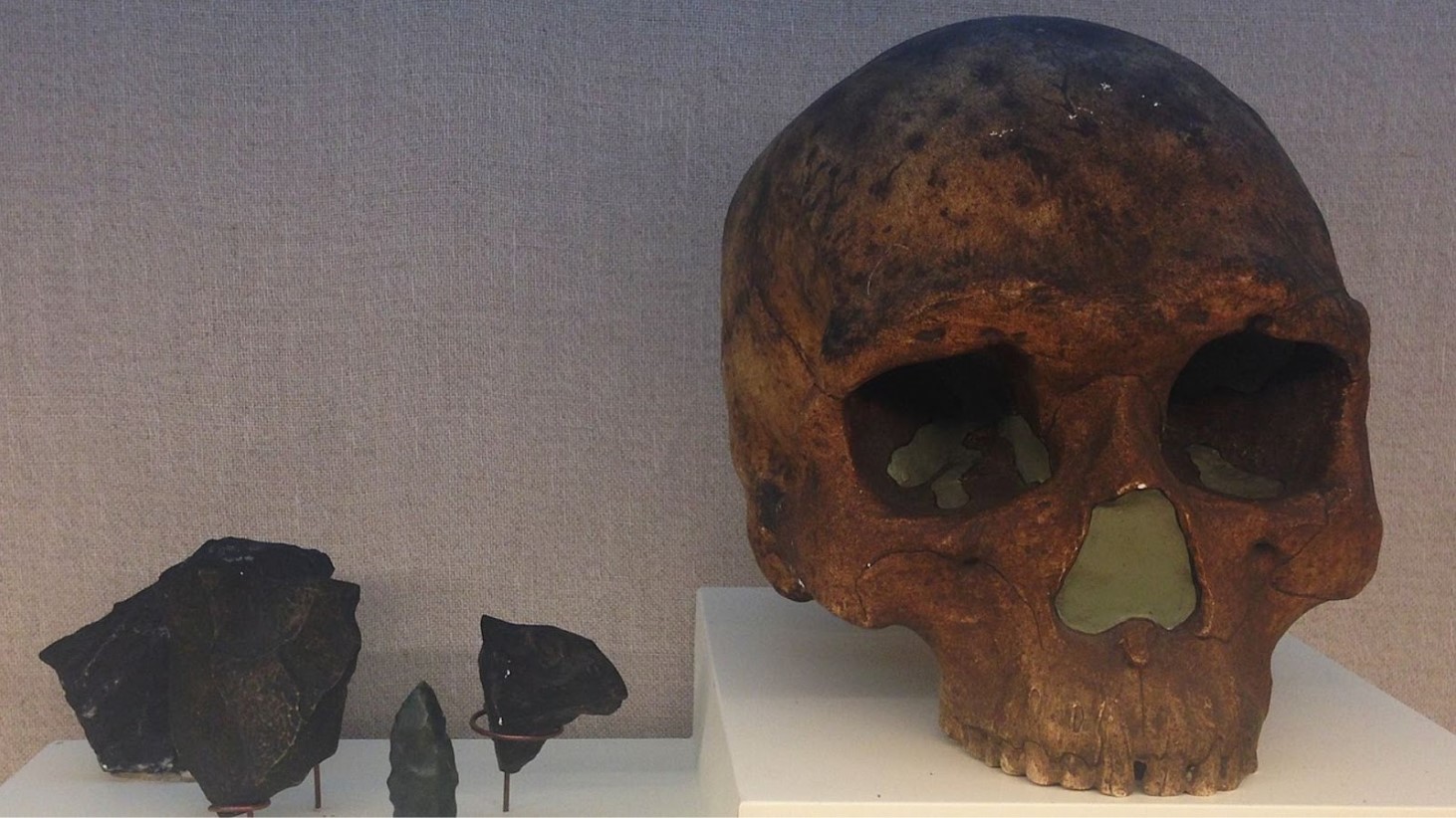 A display featuring a dark brown prehistoric human skull with visible teeth and empty eye sockets, shown alongside several sharp stone tools of varying sizes. The skull and tools are set against a light gray fabric background, with each tool mounted on a small stand