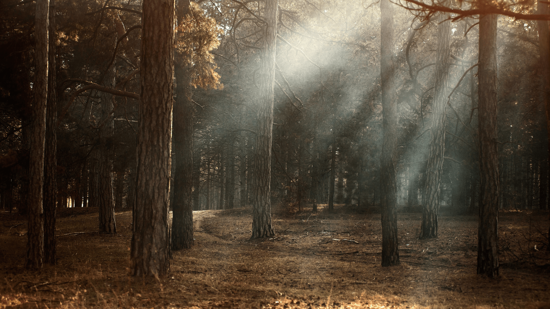 A forest clearing with fog showing in the filtered sunlight.