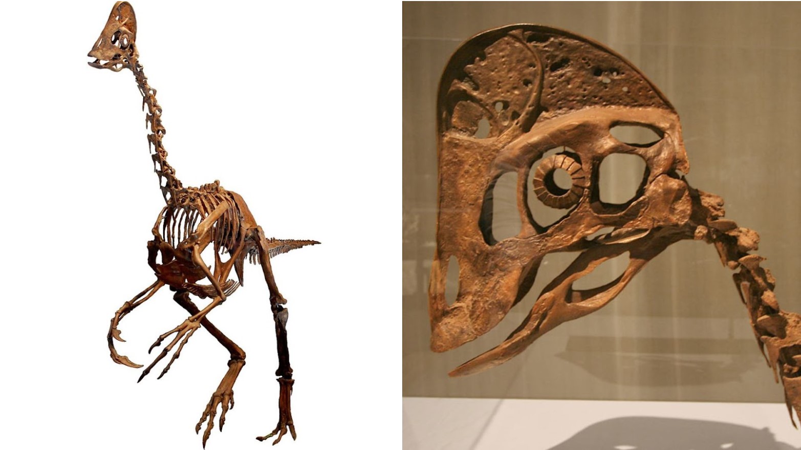 Skeletons of the Anzu wyliei dinosaur