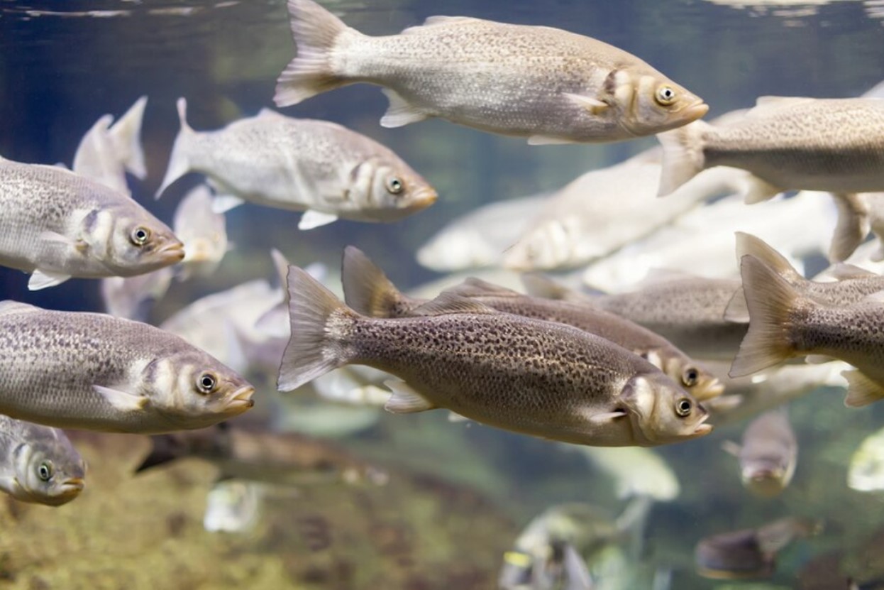 School of small silver fish swimming in a river