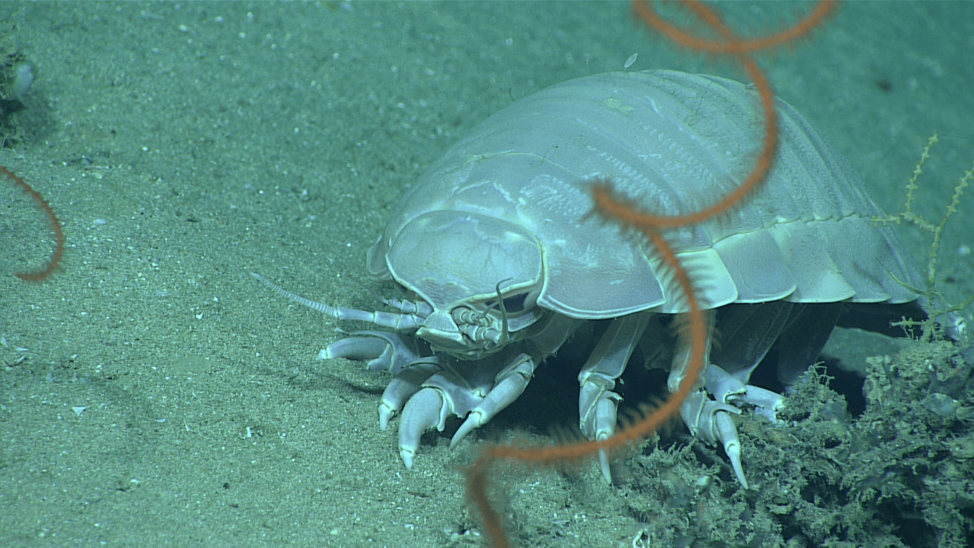 A gigantic isopod shuffles its way along the ocean floor.