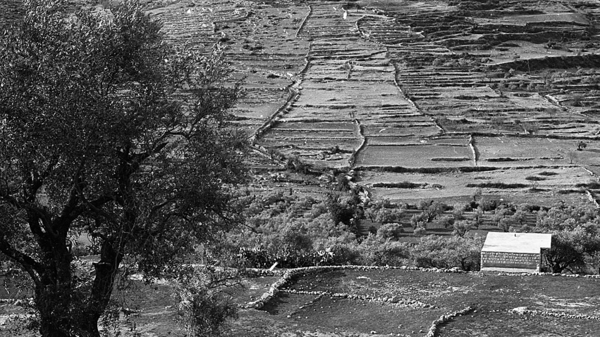 1957 black-and-white photo of the Ubeidiya archaeological site prior to first excavations.