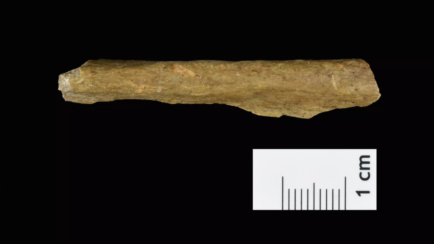 A photograph of an elongated, cylindrical bone artifact against a black background. The bone is pale yellow-brown and appears to have been worked into a tool with one pointed end. Next to the bone is a scale in centimeters