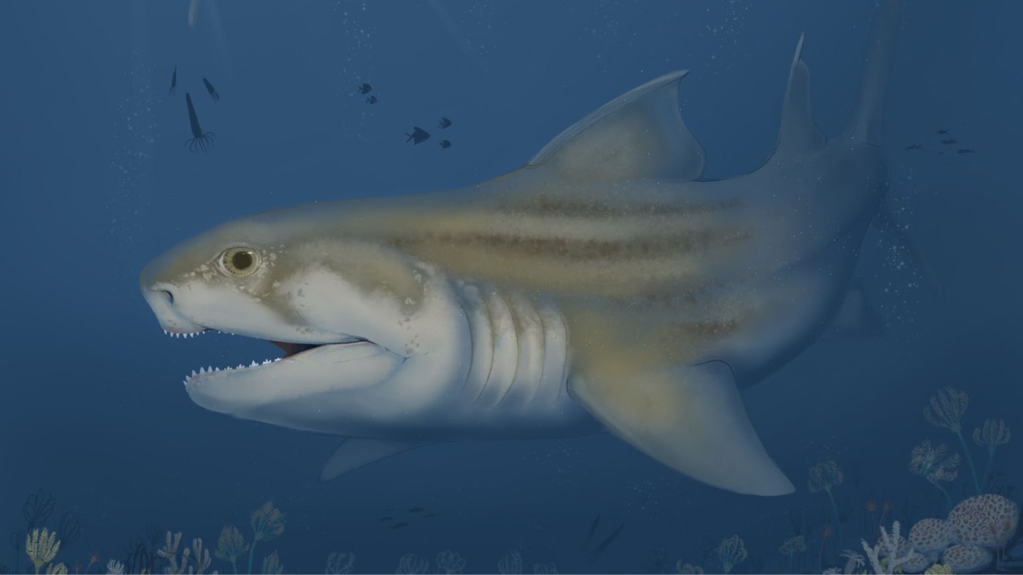 Digital illustration of a large prehistoric shark swimming in deep blue ocean waters. The shark has a pale, spotted belly, a dorsal fin, and sharp teeth visible in its open mouth