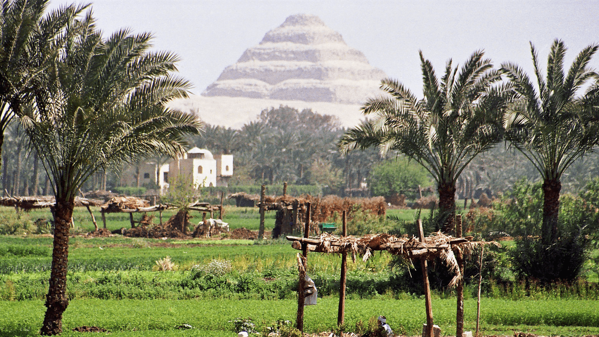 The Djoser pyramid seen from afar across a grassy area with palm trees and rudimentary structures for sun cover.