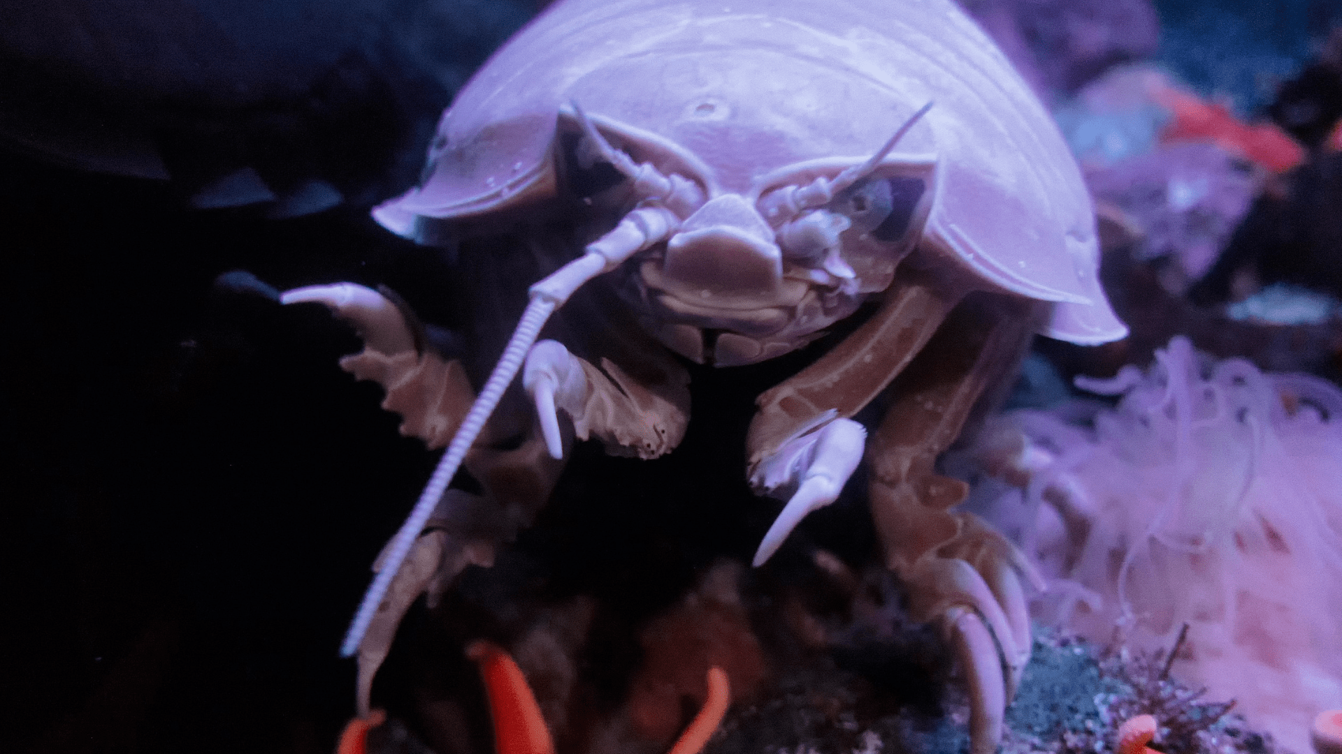 Isopod crawling in the deep sea.