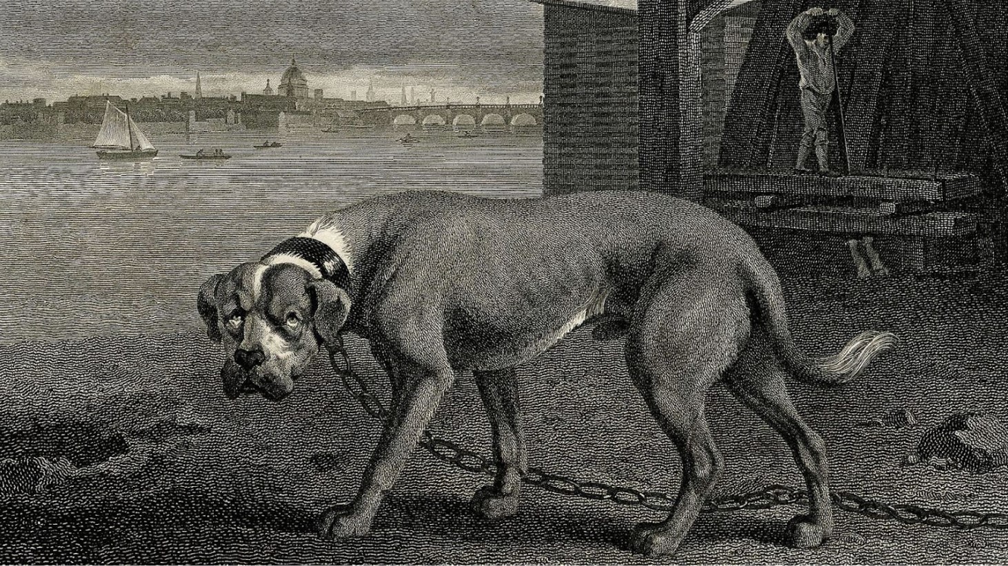 A detailed black and white engraving of a mastiff dog standing by a riverside. The dog has a muscular build, with a dark brindle coat and a white stripe down its face, wearing a studded collar