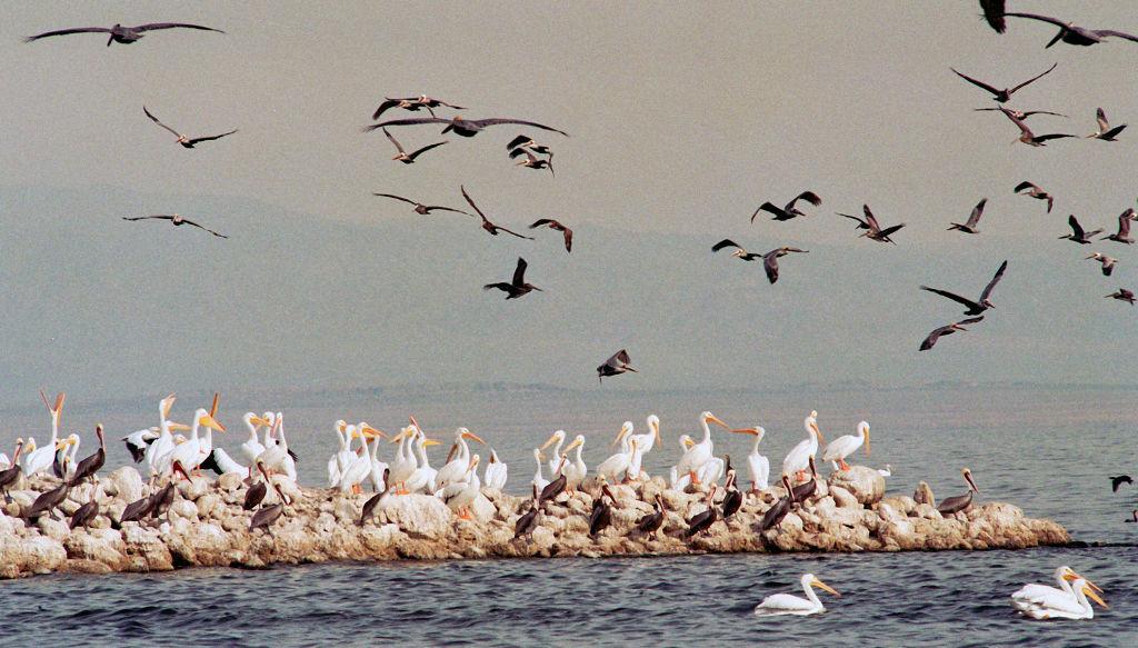 The Salton Sea is on the migratory route of many bird species and serves as a habitat for survival