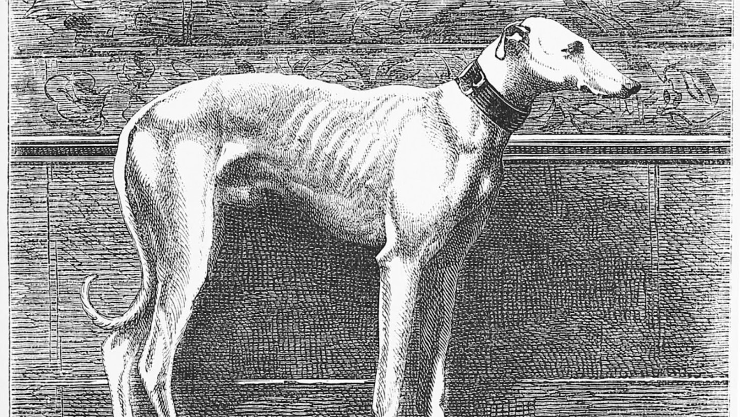 A black and white engraving depicting a side profile of a greyhound