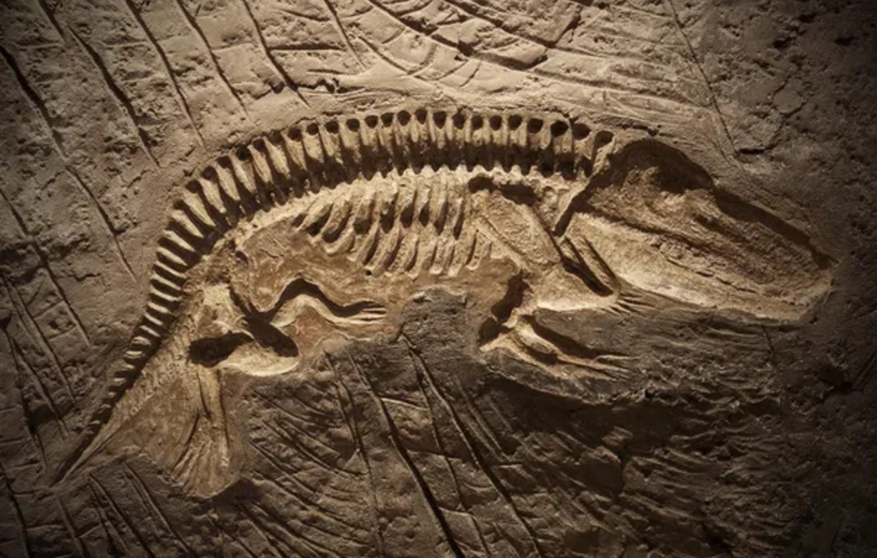 Imprint of a dinosaur skeleton
