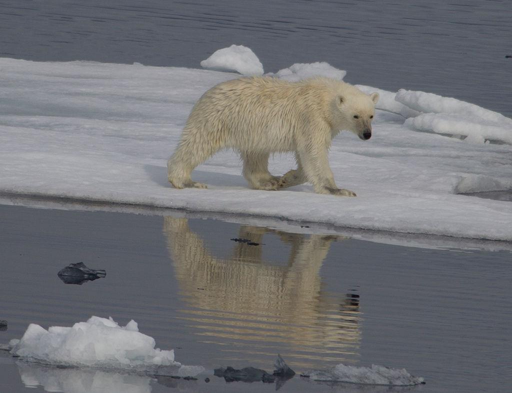 Polar bear walking on ice off the coast of North East Greenland