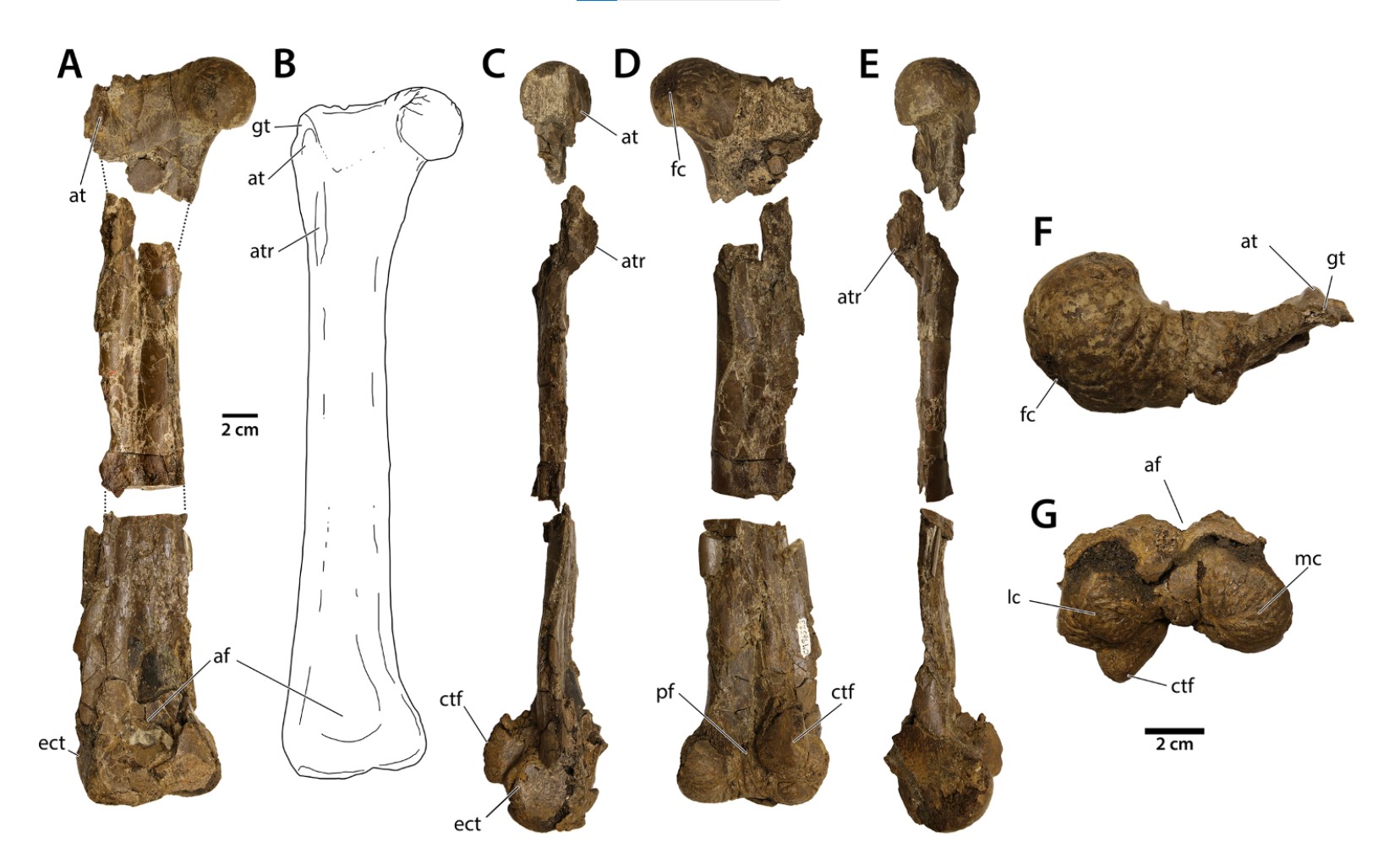 Bones of the Eoneophron infernalis, originally thought to be from an Anzu wyliei