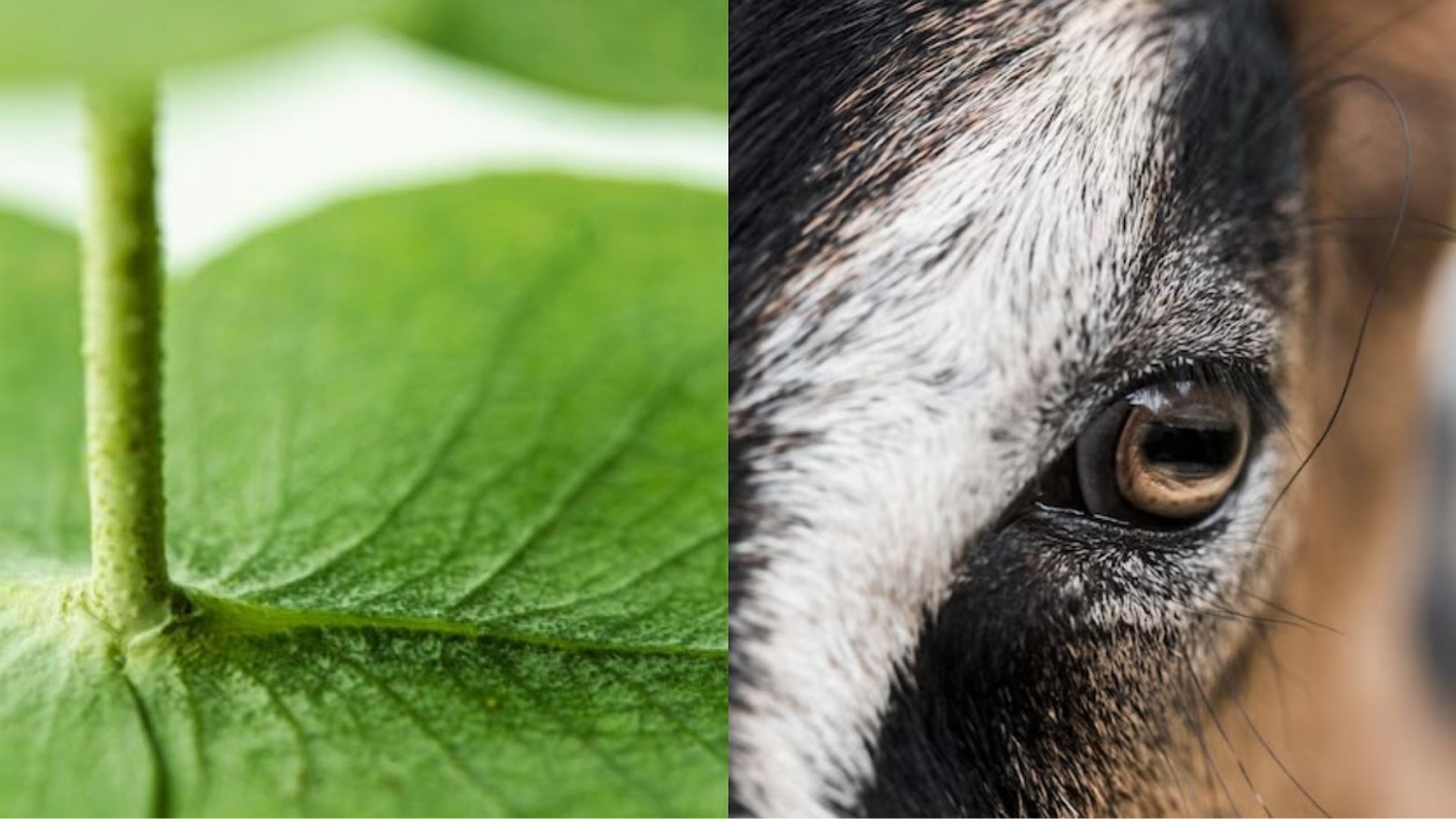 Close-up photograph of a leaf and its stem/Close-up photograph of the eye of a goat