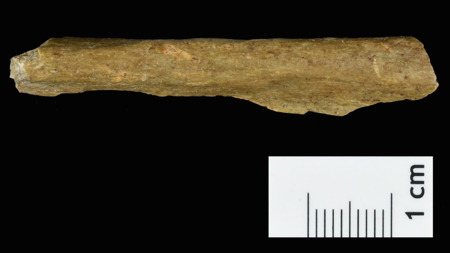 A photograph of a long, slender bone tool with pointed ends and a rough surface texture. The tool is displayed against a black background, and there's a white measurement scale with black markings indicating centimeters placed below it for size reference, showing the tool's length to be approximately 10 centimeters