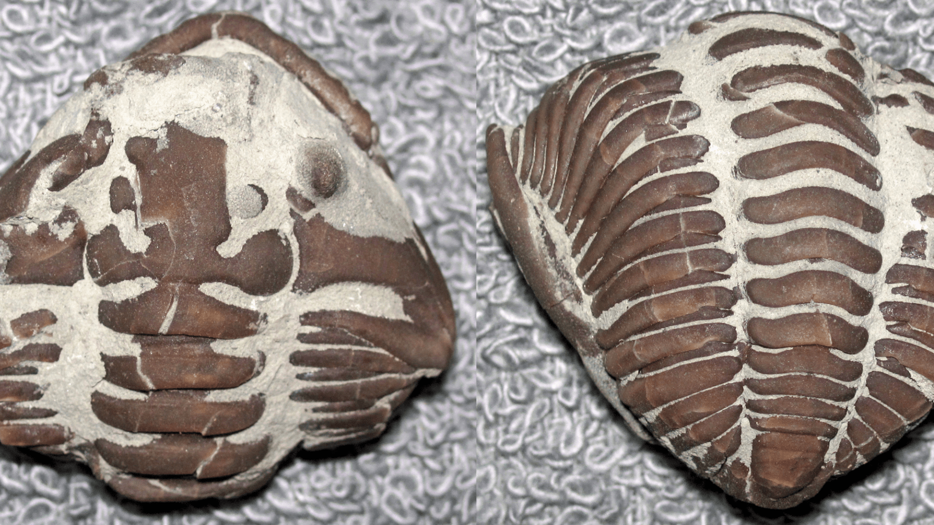 Fossil of an ancient prehistoric isopod. The fossil is shown from the front and the back in two images split side by side.
