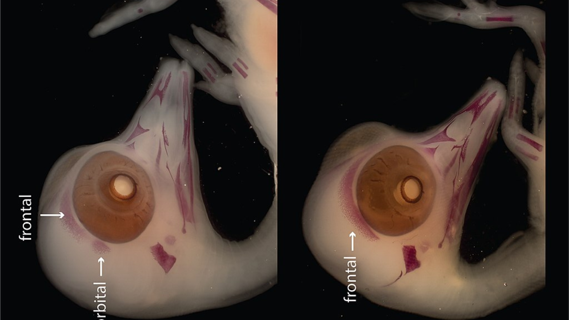 Two x-rays of a duck egg showing mostly the duck embryo’s head and neck. You can see the “tucking” from its curled position.
