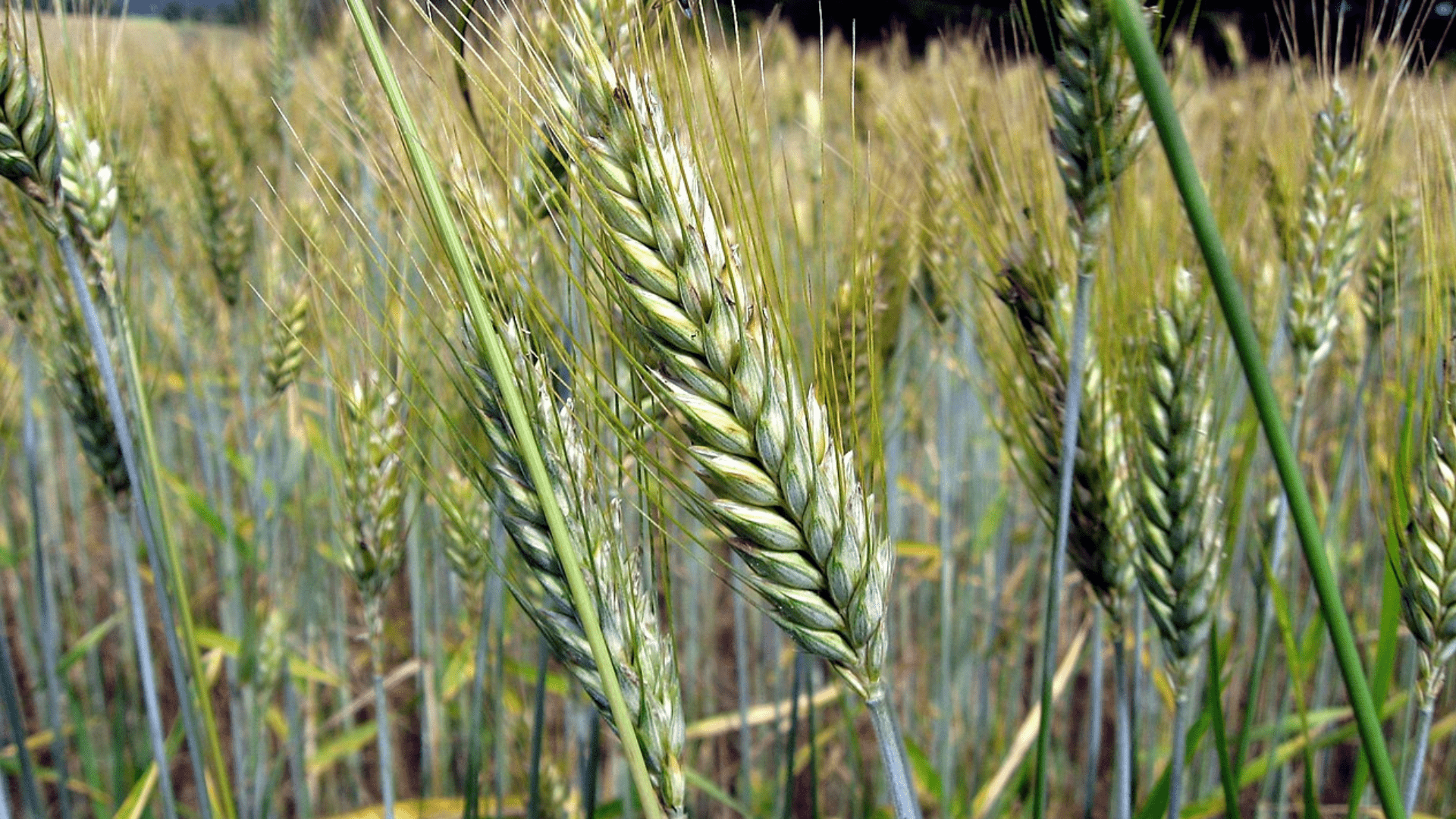 A close-up of some crops in a field.
