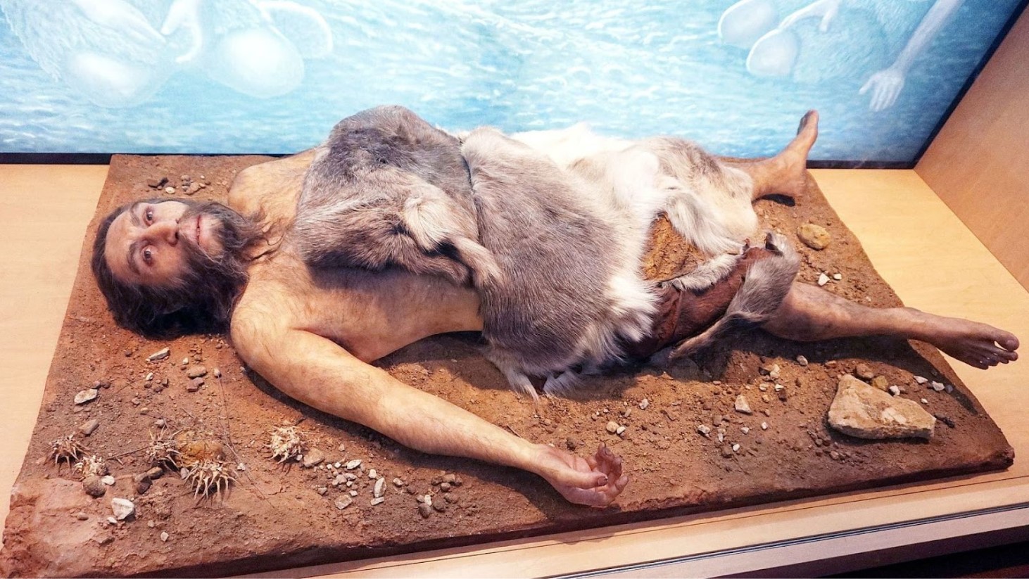 A museum exhibit displaying a life-size diorama of a prehistoric human figure lying on the ground. The figure is covered with animal furs and is positioned on its side with one arm extended and the head turned to face upward