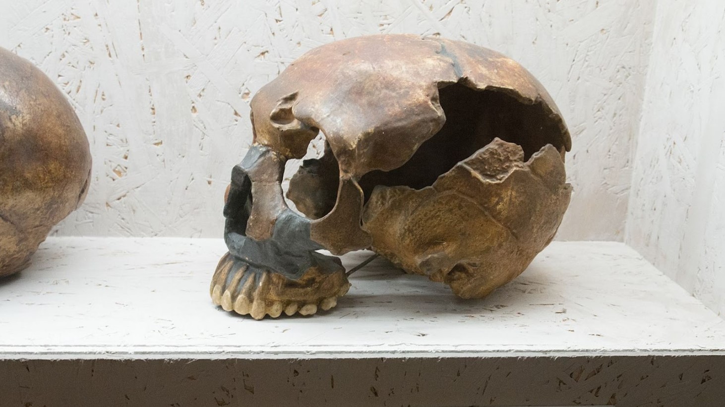 The image shows a fragmented ancient human skull prominently placed on a white shelf. The skull is missing parts.The frontal bone above the eye sockets and part of the cheekbones are intact
