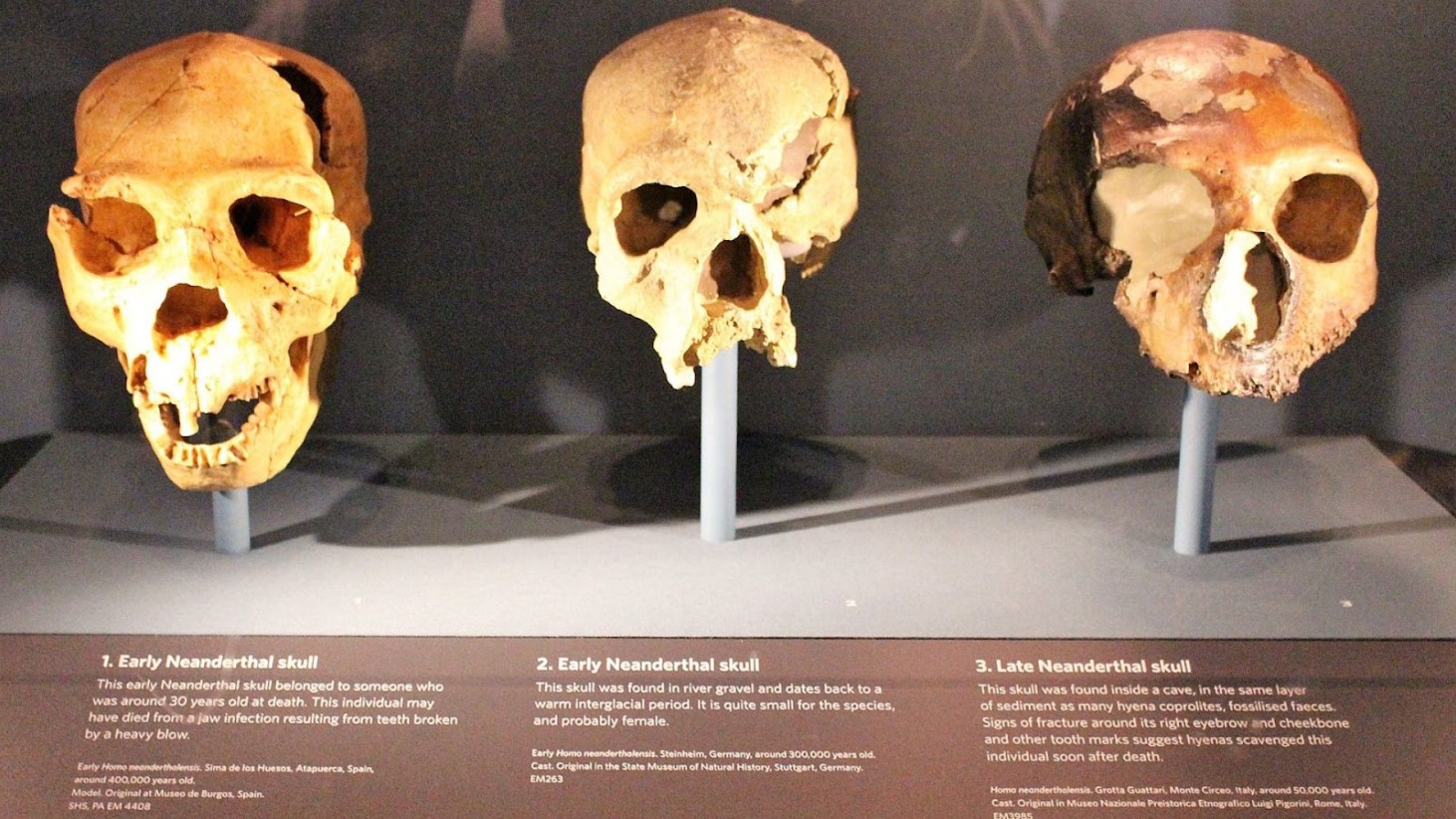 An exhibit featuring three Neanderthal skulls, each mounted on a vertical support. From left to right, the labels read “1. Early Neanderthal skull,” “2. Early Neanderthal skull,” and “3. Late Neanderthal skull.”