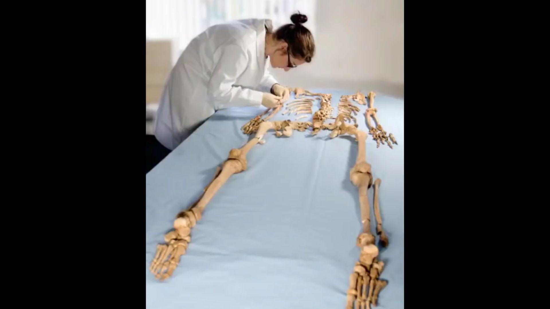 Researcher examines a skeleton found in a mass grave of Vikings from the Middle Ages in Dorset, England