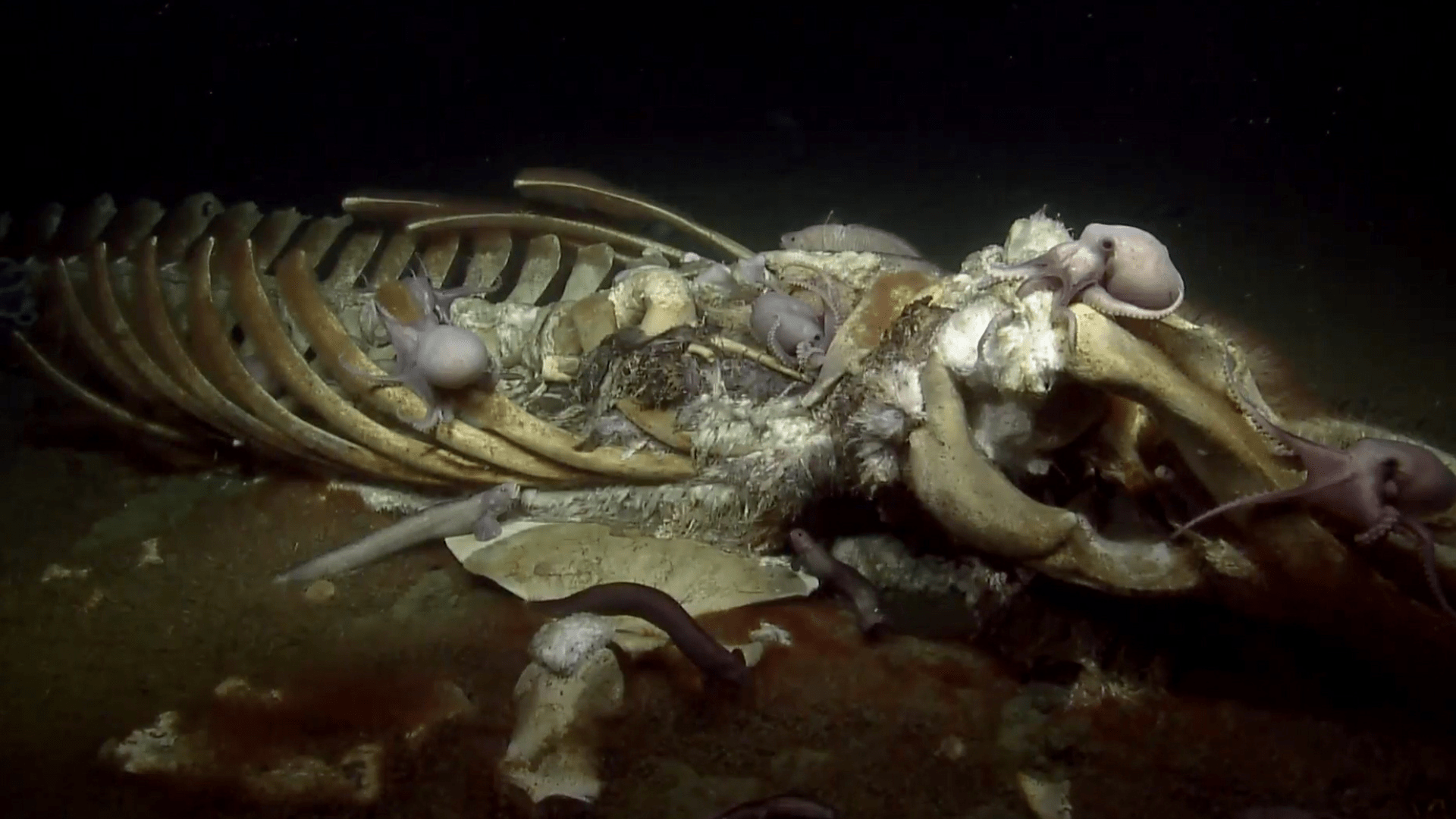 Octopuses covering a whale carcass at the bottom of a bay.