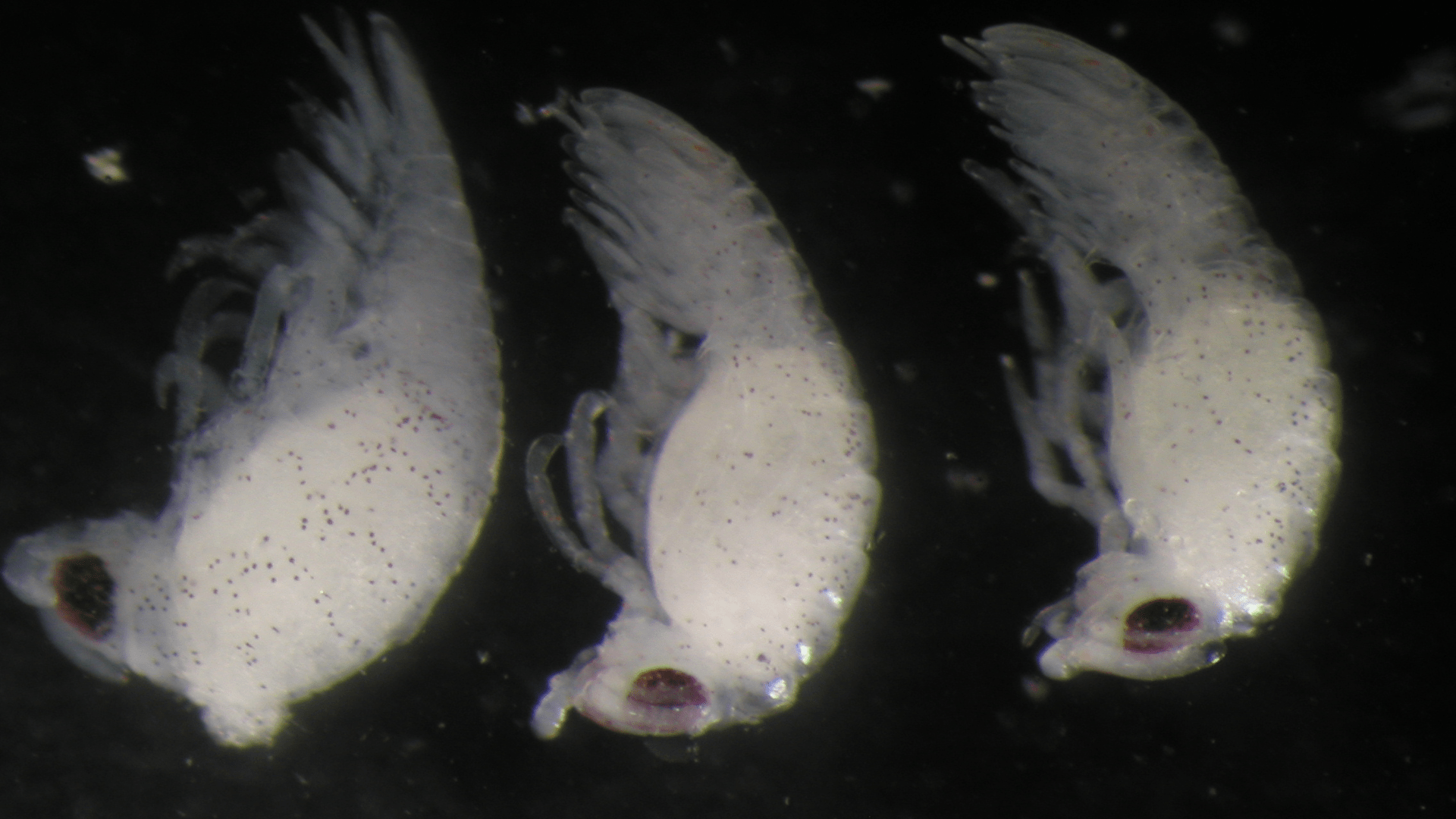 Three translucent deep-sea isopod larvae.