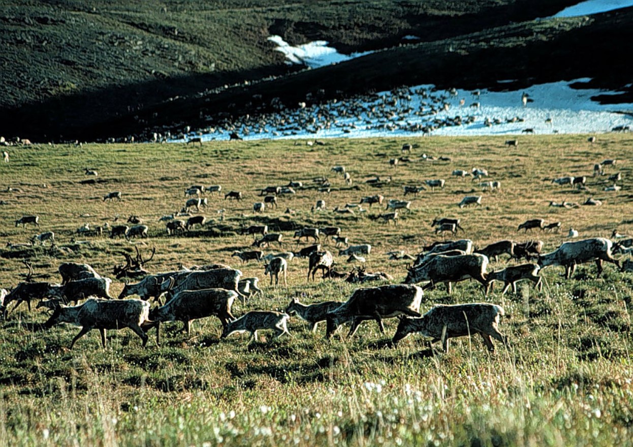 A herd of caribou graze in the Arctic National Wildlife Refuge in Alaska