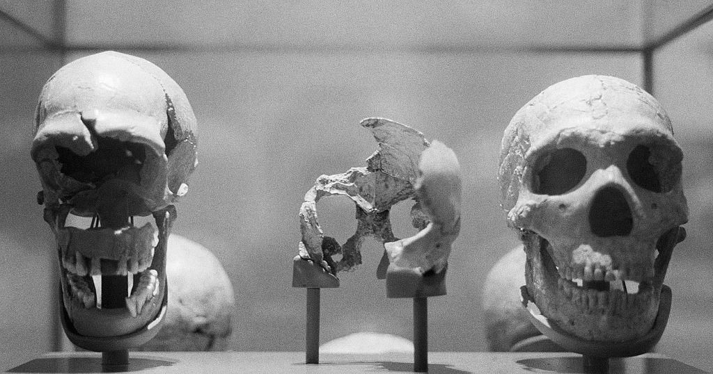 A Neanderthal skull and some of the Mousterian tools used by the Neanderthals are shown in this display during a tour of the "Ancestors" exhibit at the American Museum of Natural History