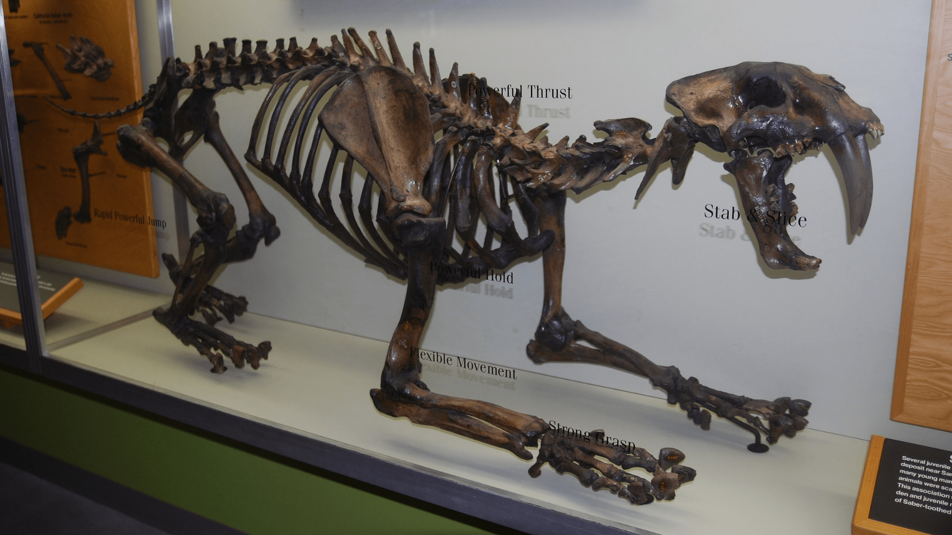 A Saber Tooth Cat skeleton on display at the La Brea Tar Pits in Los Angeles, California.