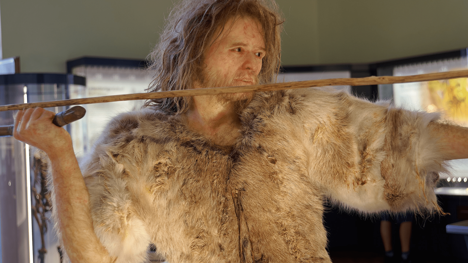 A recreation of a hominid male wearing a fur coat and holding a hunting tool.