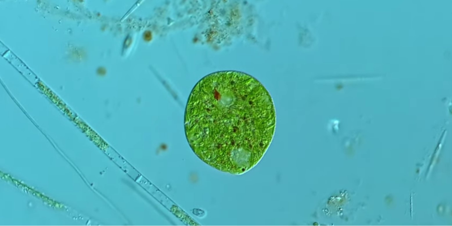 Screenshot of a YouTube video showing the encysting of a microscopic Euglenid