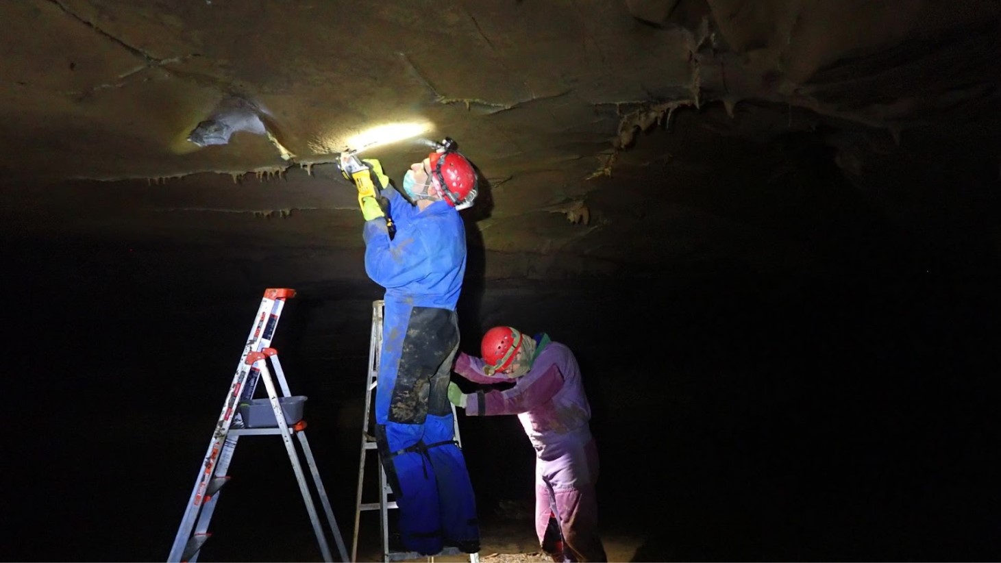 Two researchers in a dark cave, illuminated by a single light source. One researcher stands on a red and blue stepladder, examining the cave ceiling with a handheld light, while the other, crouching on the ground, provides support. Both are wearing safety helmets
