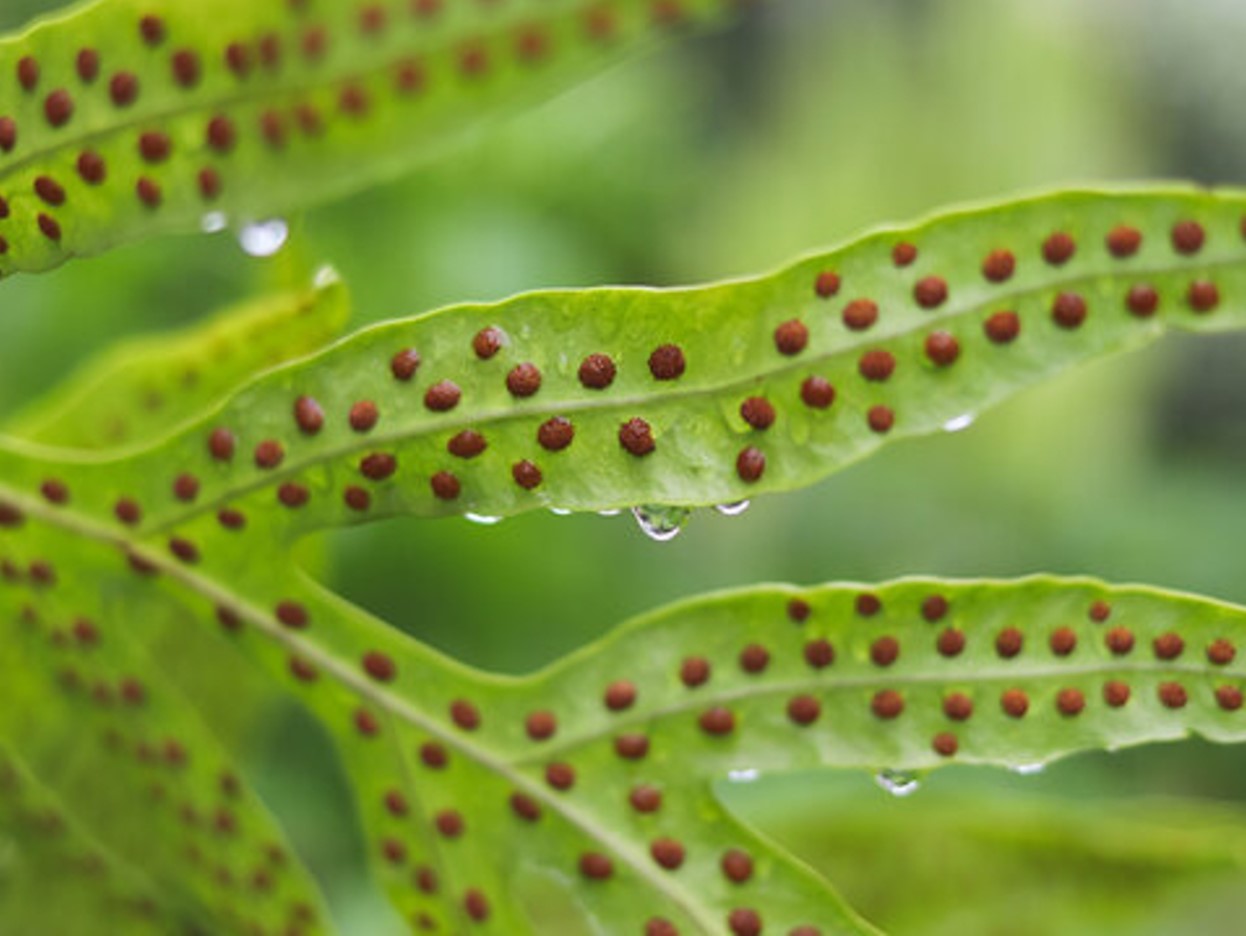 Example of fern spores in a close-up photograph