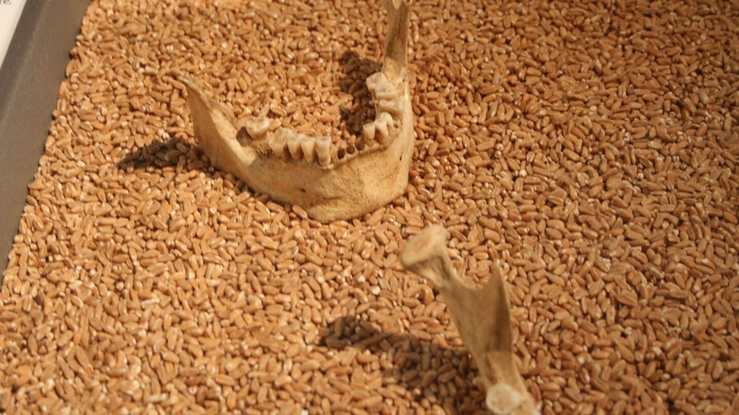 An image showing a partial human jawbone with teeth intact, resting on a bed of grains. The jawbone is on the left side of the image with a distinct curve and several molars visible. To the right, there is a separate, smaller bone fragment also placed on the grains