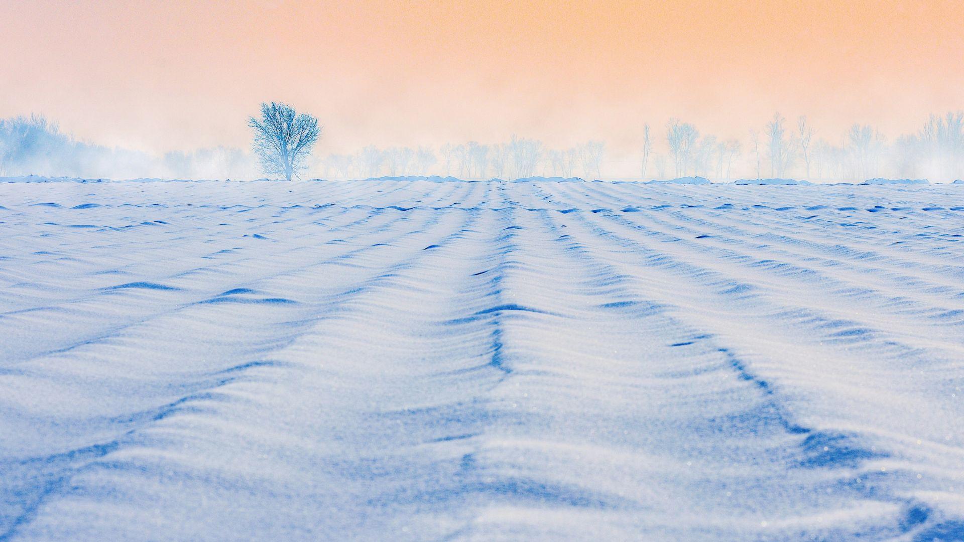 A field of ice and snow, with a hazy orange sky, and distant trees engulfed in fog in the background.