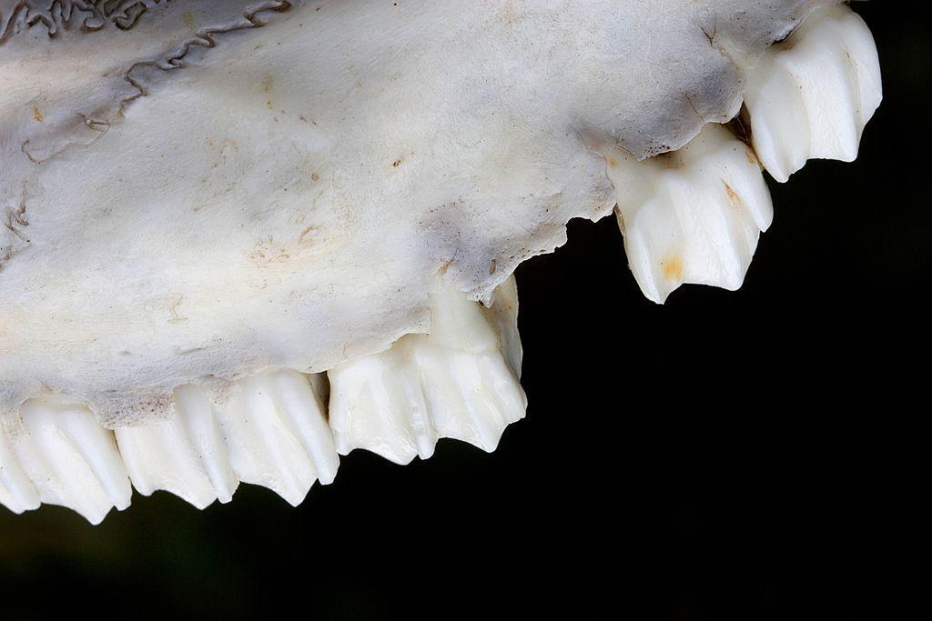 Sheep jaw and teeth found in Cotswolds, England