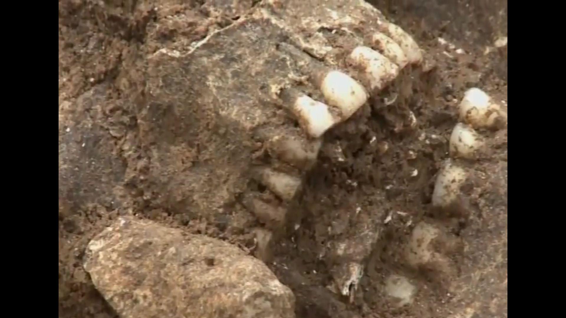 Close up photo of teeth still inside a skull in a Viking mass grave from the Middle Ages in Dorset, England