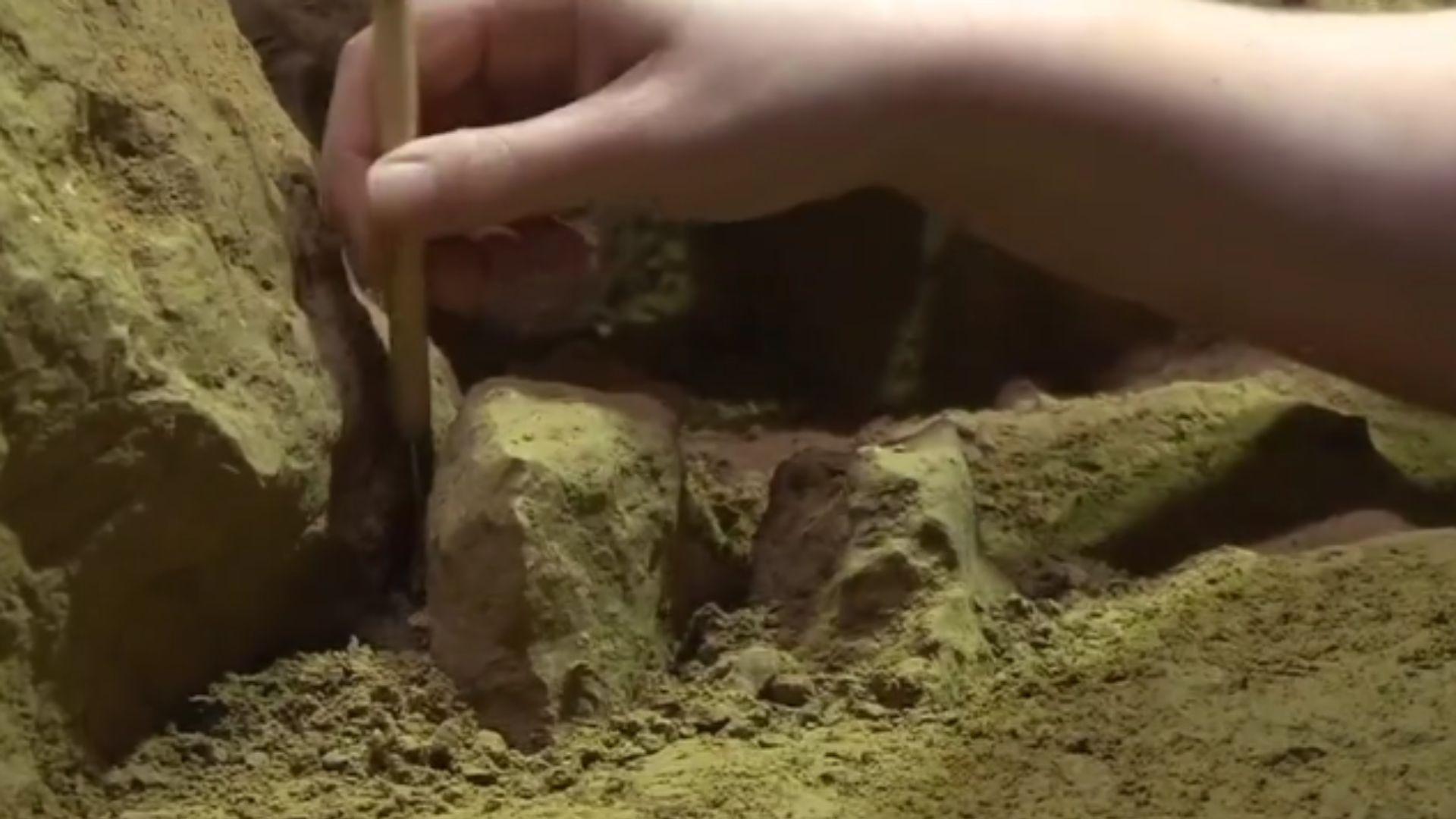 Paleontologist digging at Ilsenhöhle cave in Ranis, Germany