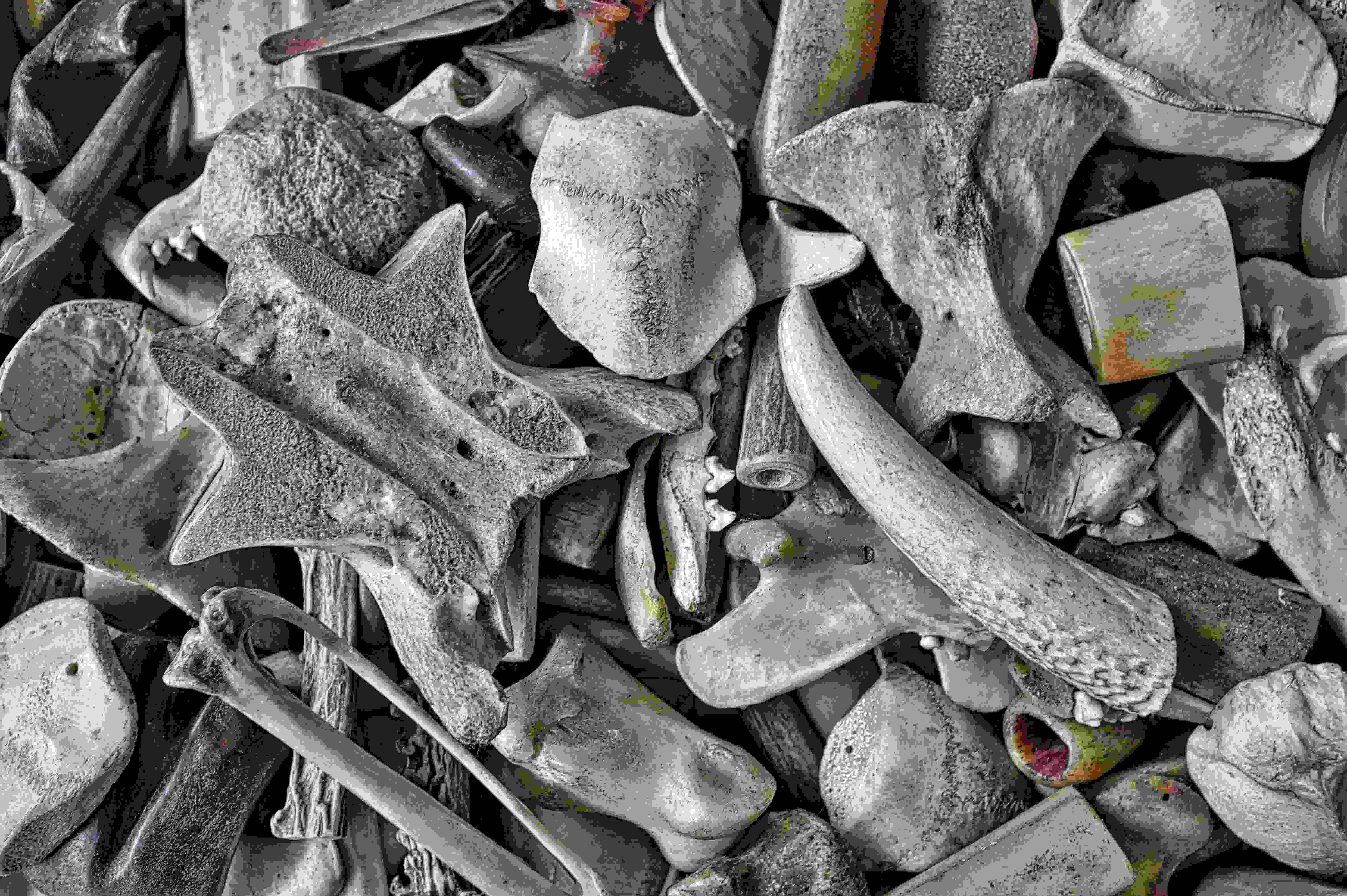 A pile of various bones.